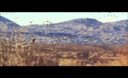 music Χάρις Αλεξίου – Οι γερανοί