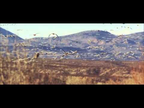 music Χάρις Αλεξίου - Οι γερανοί