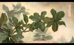 music Haris Alexiou-To Tango Tis Nefelis / Tango to Evora/