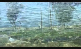 music Μητροπάνος Ψάξε στ’ όνειρό μας  Mitropanos – Psakse st’ oneiro mas
